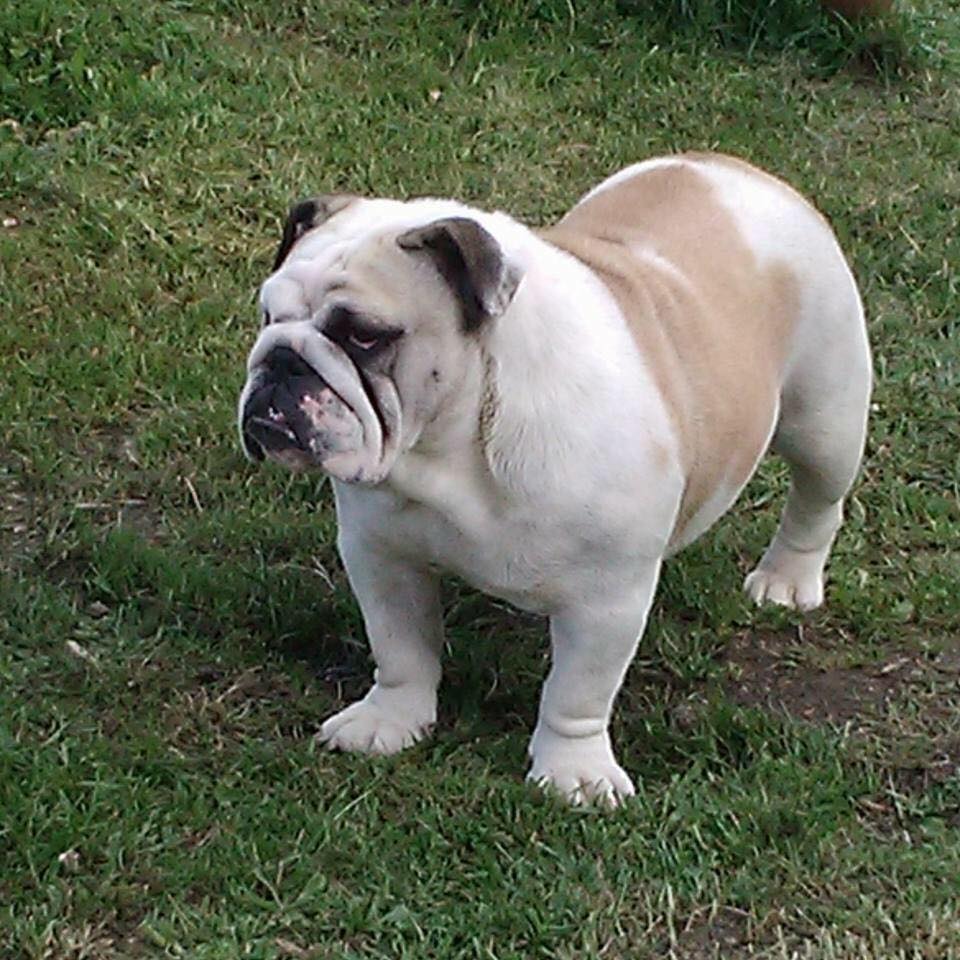 Lollypop du domaine des bully babines (Sans Affixe)