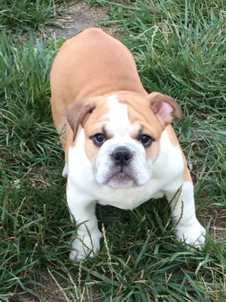 Amayas Dahmane - Chiots disponibles - Bulldog Anglais